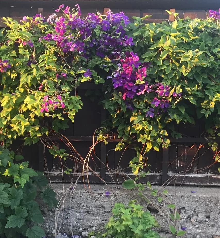 Skeppargatan i Visby