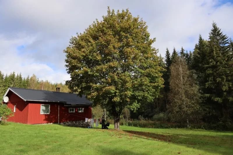 Rommenäs moslingsstugan i Töcksfors