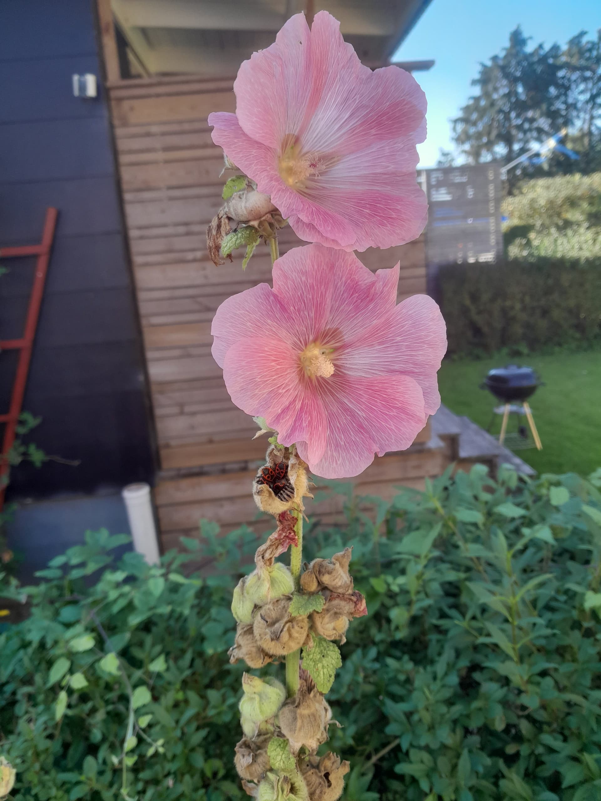 Prästbergavägen i Lomma