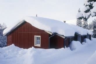 Björnen Renen i Åre