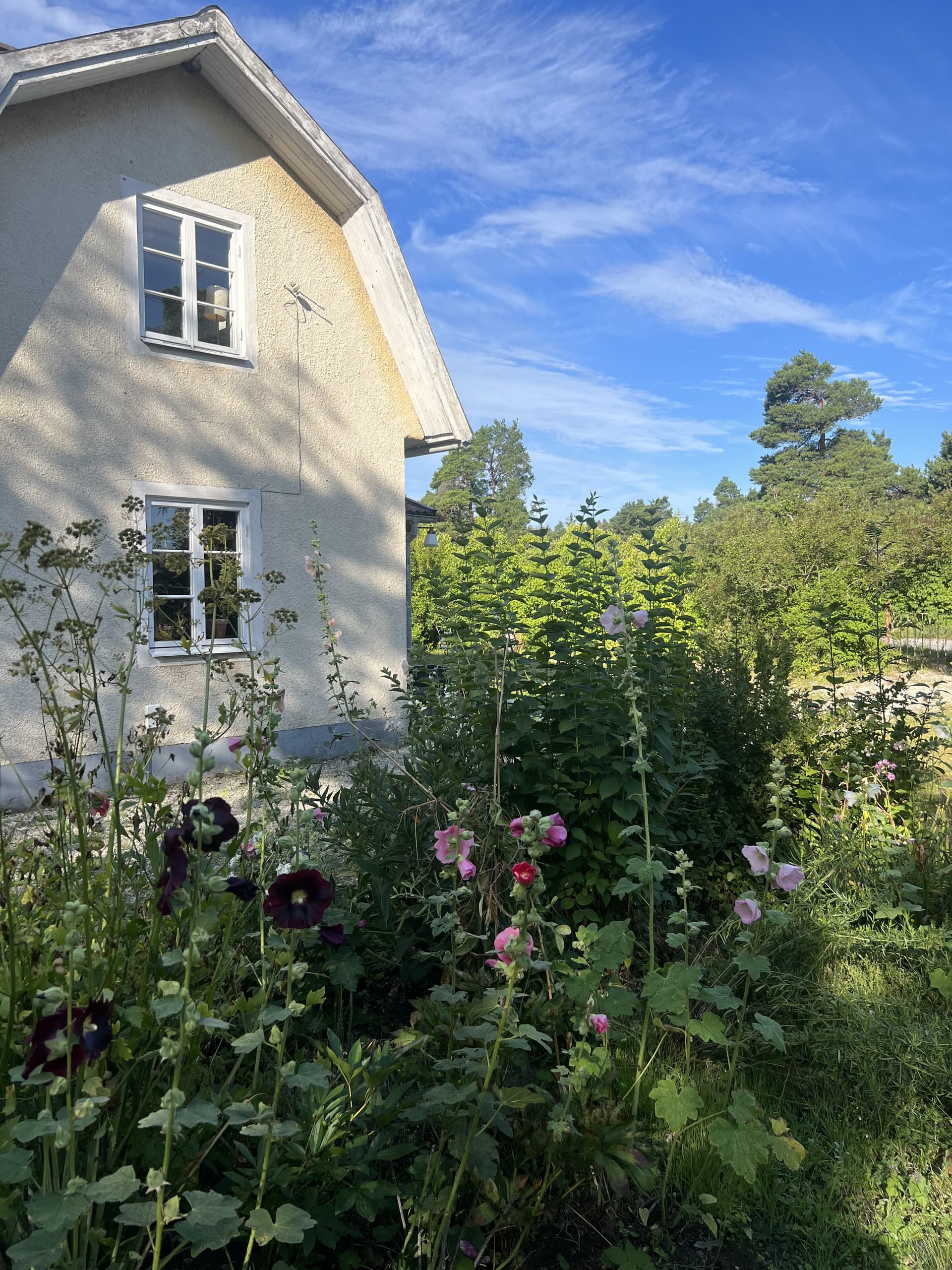 Hangvar olarve i Lärbro