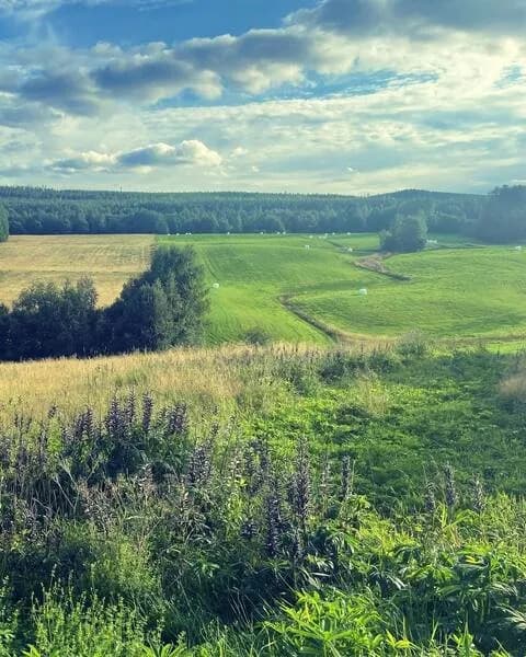 Brännås i Bjuråker