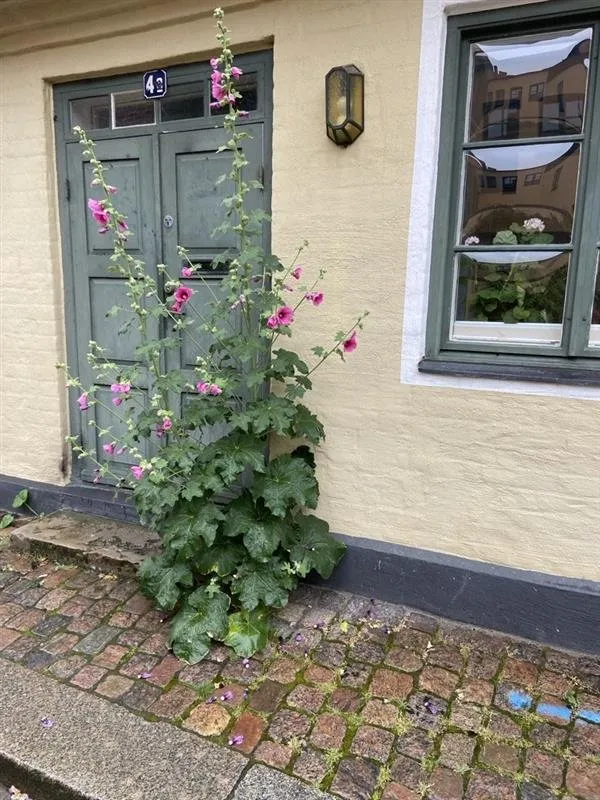 Lilla Tomegatan i Lund