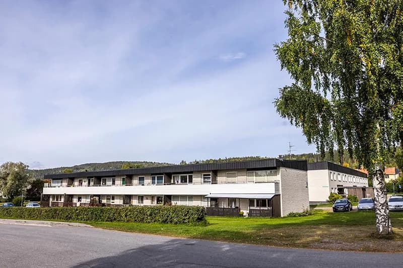 Björkallen i Indal