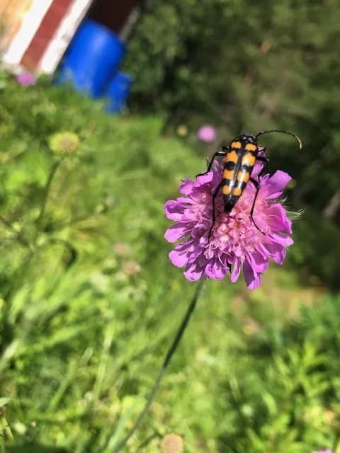 Ålgrytevägen i Skärholmen