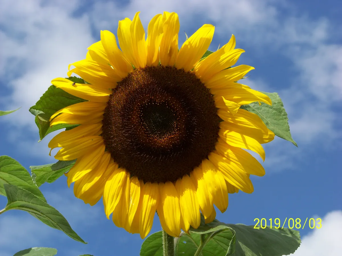 Realskolegatan i Svalöv