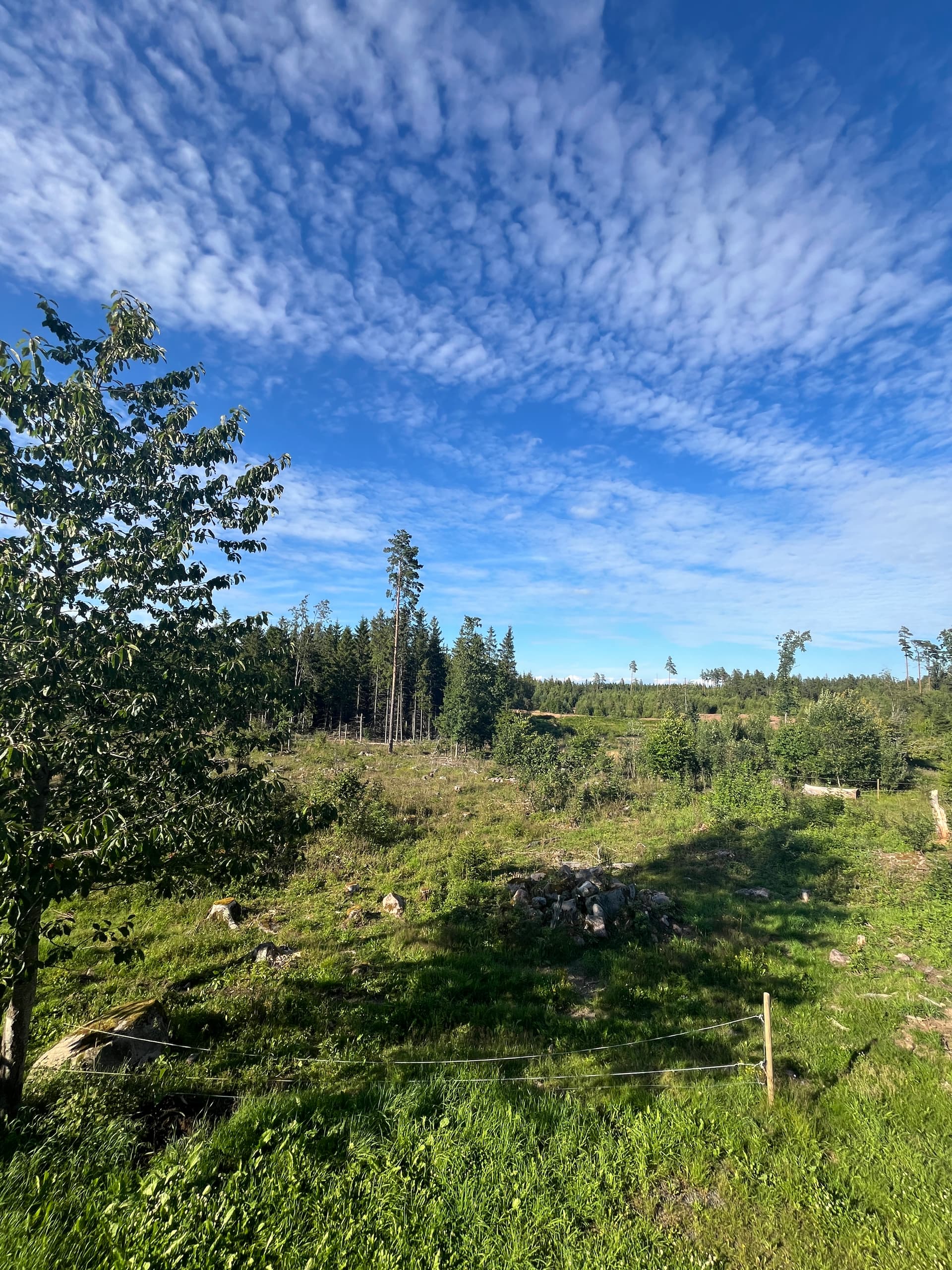 Vithult i Norrhult