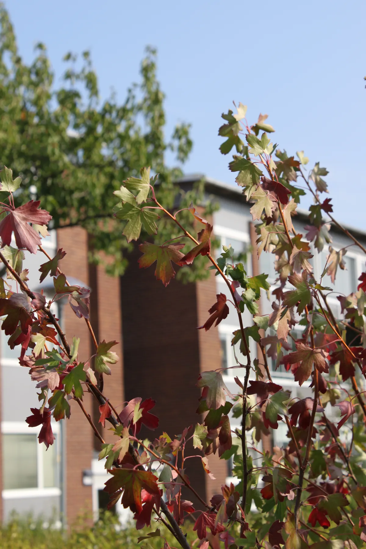 Rimsmedsvägen i Kalmar